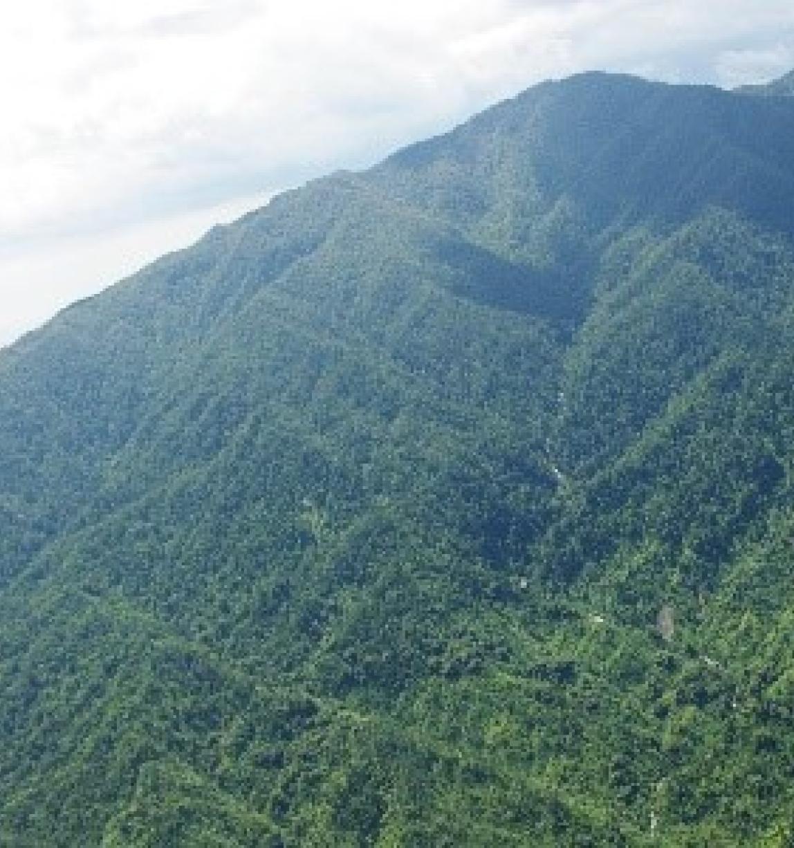 Jamaica forest