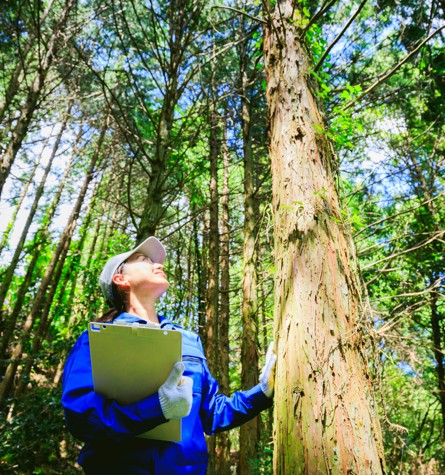 La conservación de los bosques podría ayudar a proteger la salud humana