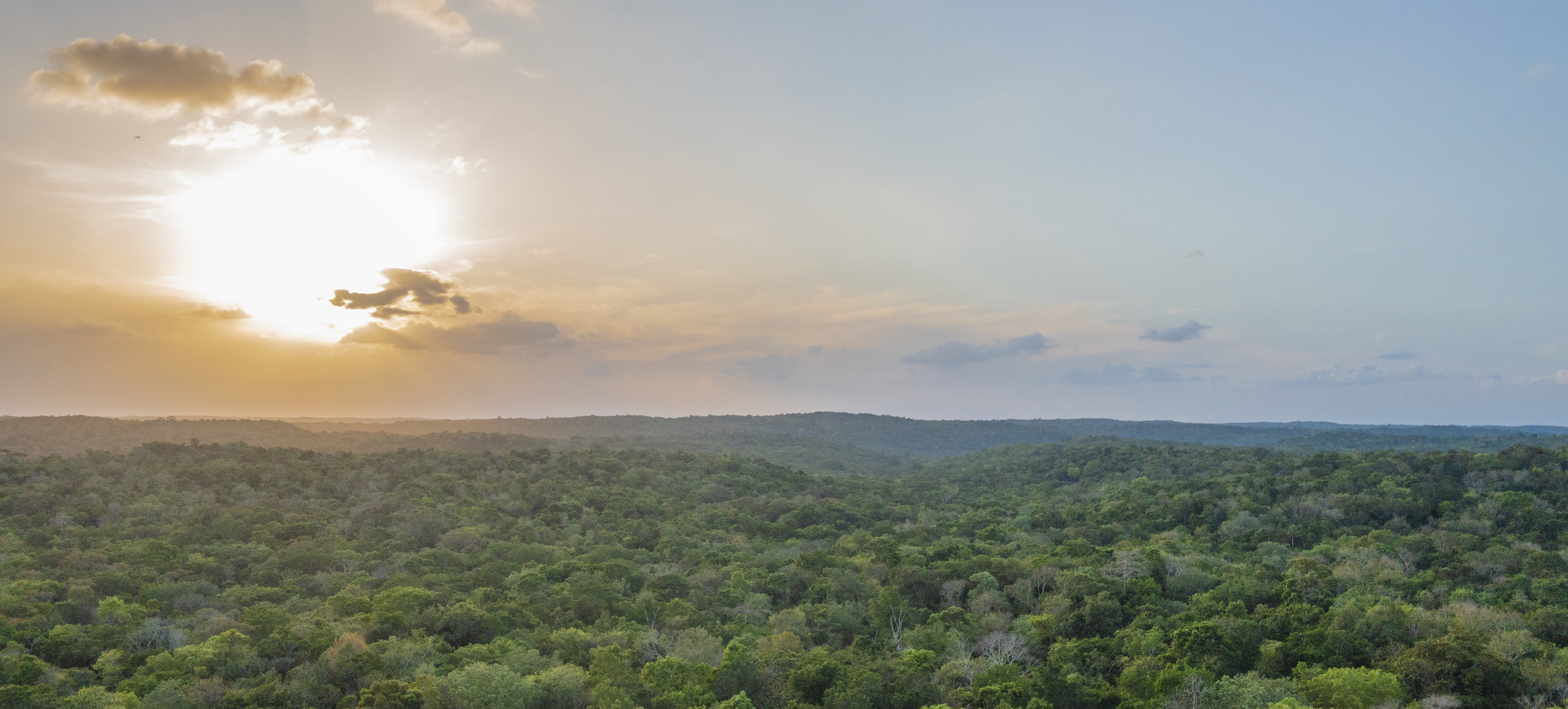 canopy of mexican jungle at sunrise