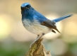Mountain bluebird perched on a branch