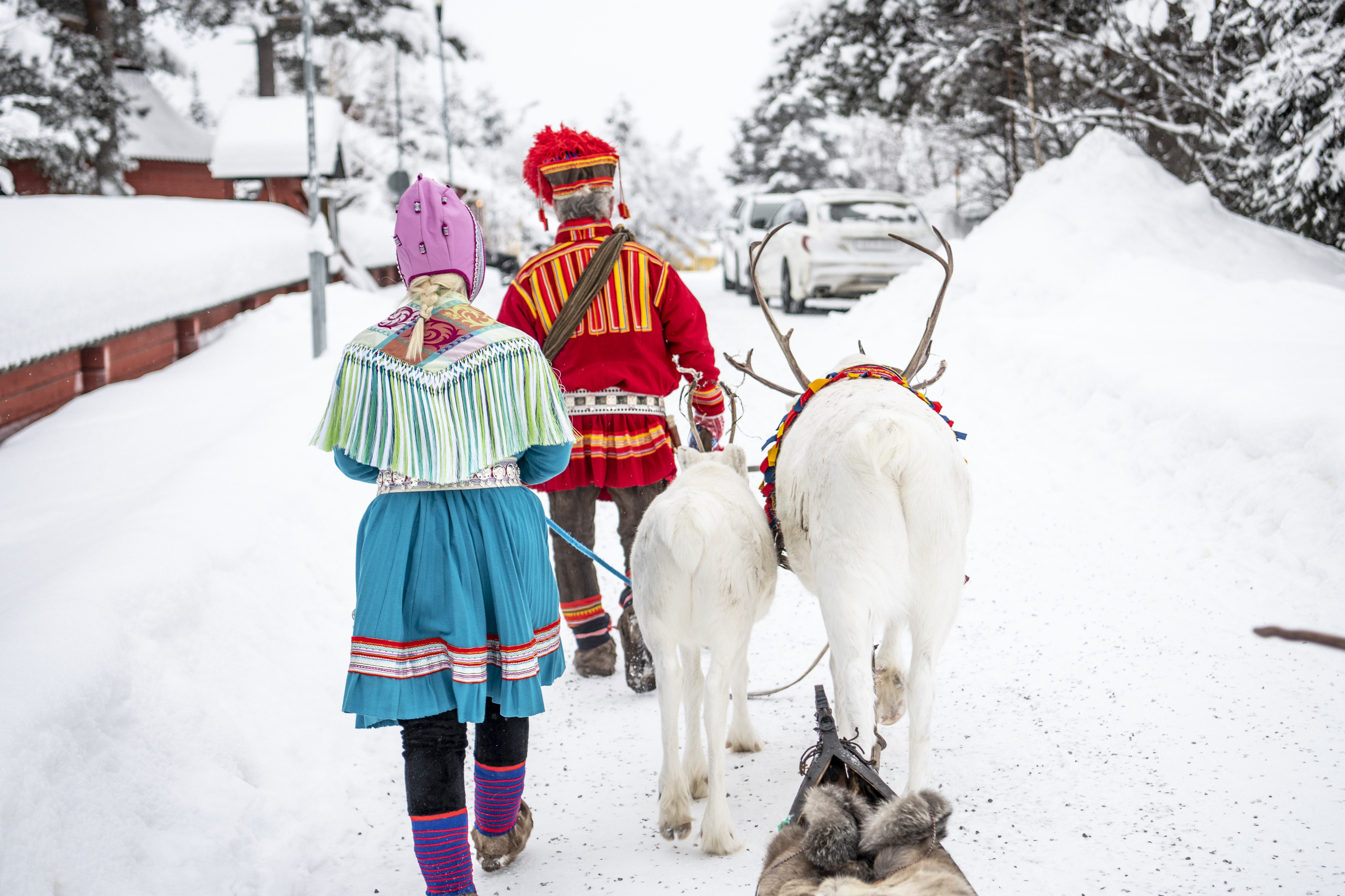 Reindeers and Sami people