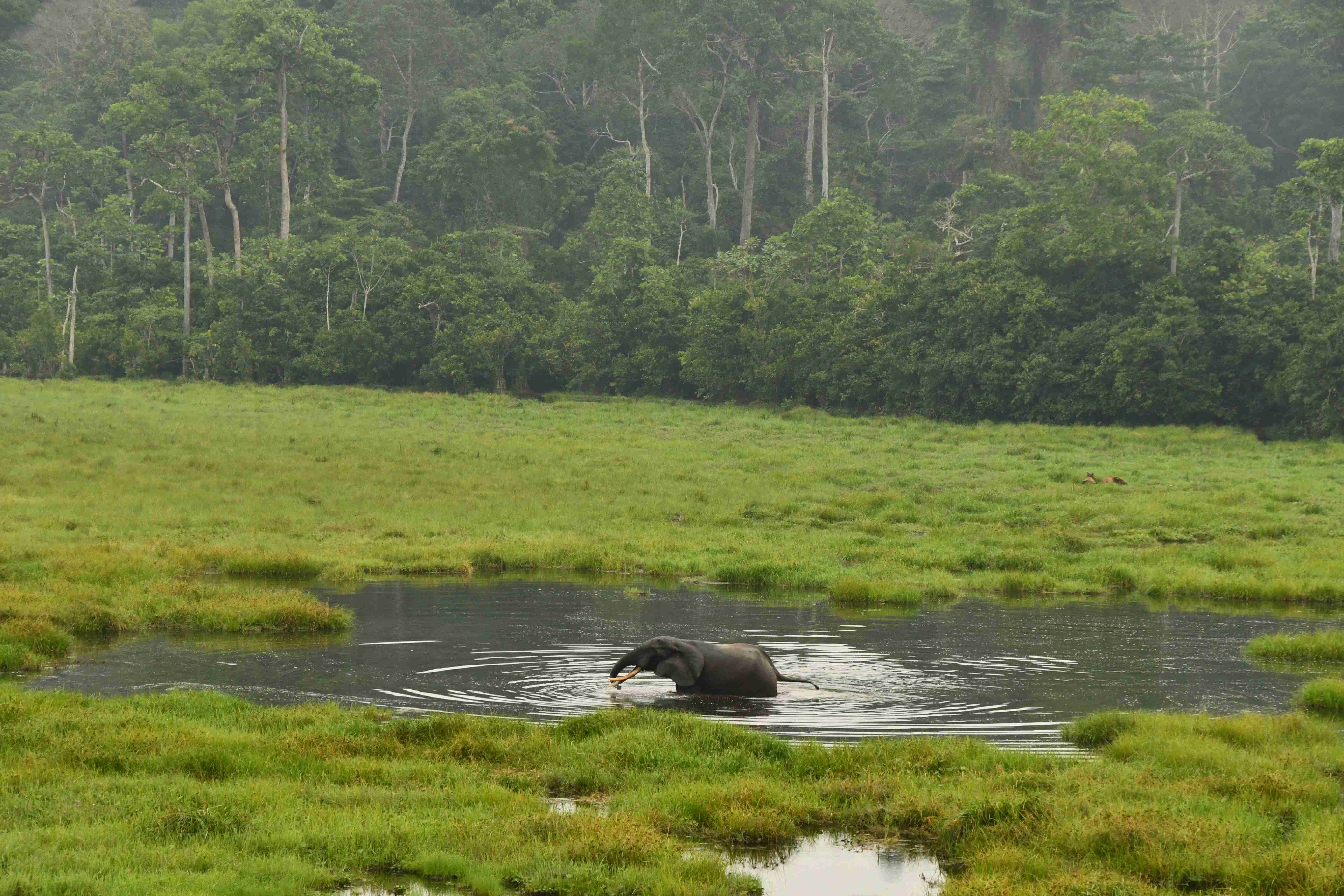 Elephants in the torpical forest - Republic of Congo