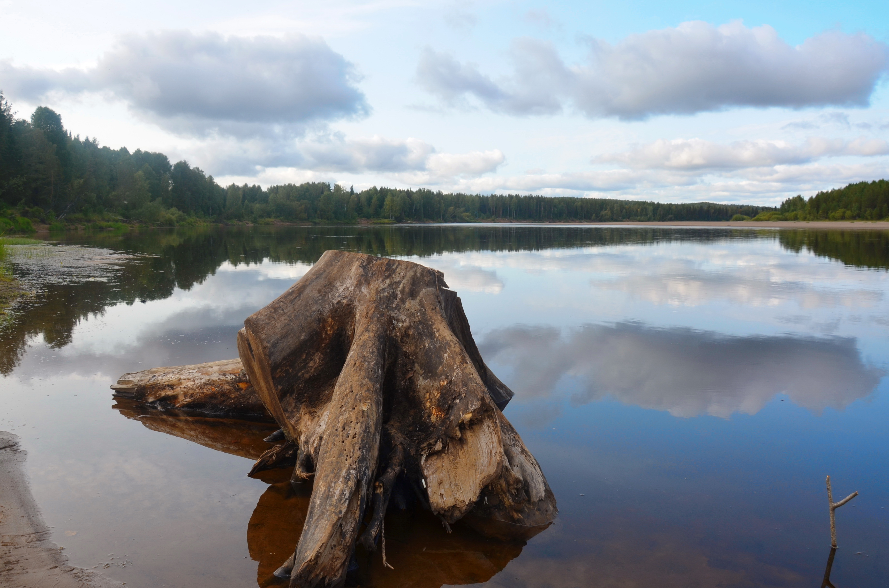 Fish-Spawning Forest Belt in Arkhangelsk Region