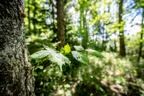 Forest leaves