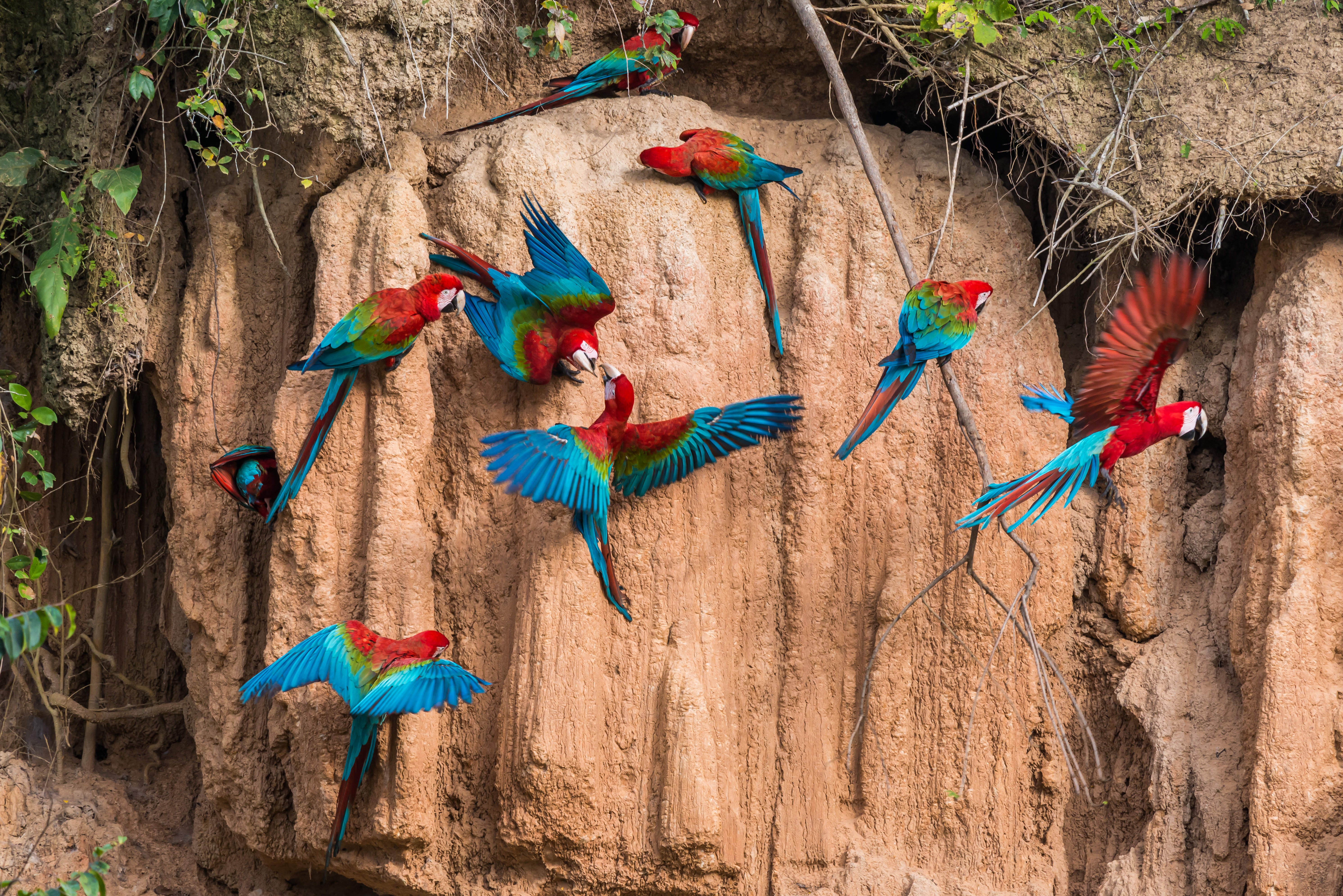A group of scarlet macaws flock on the side of a rock wall