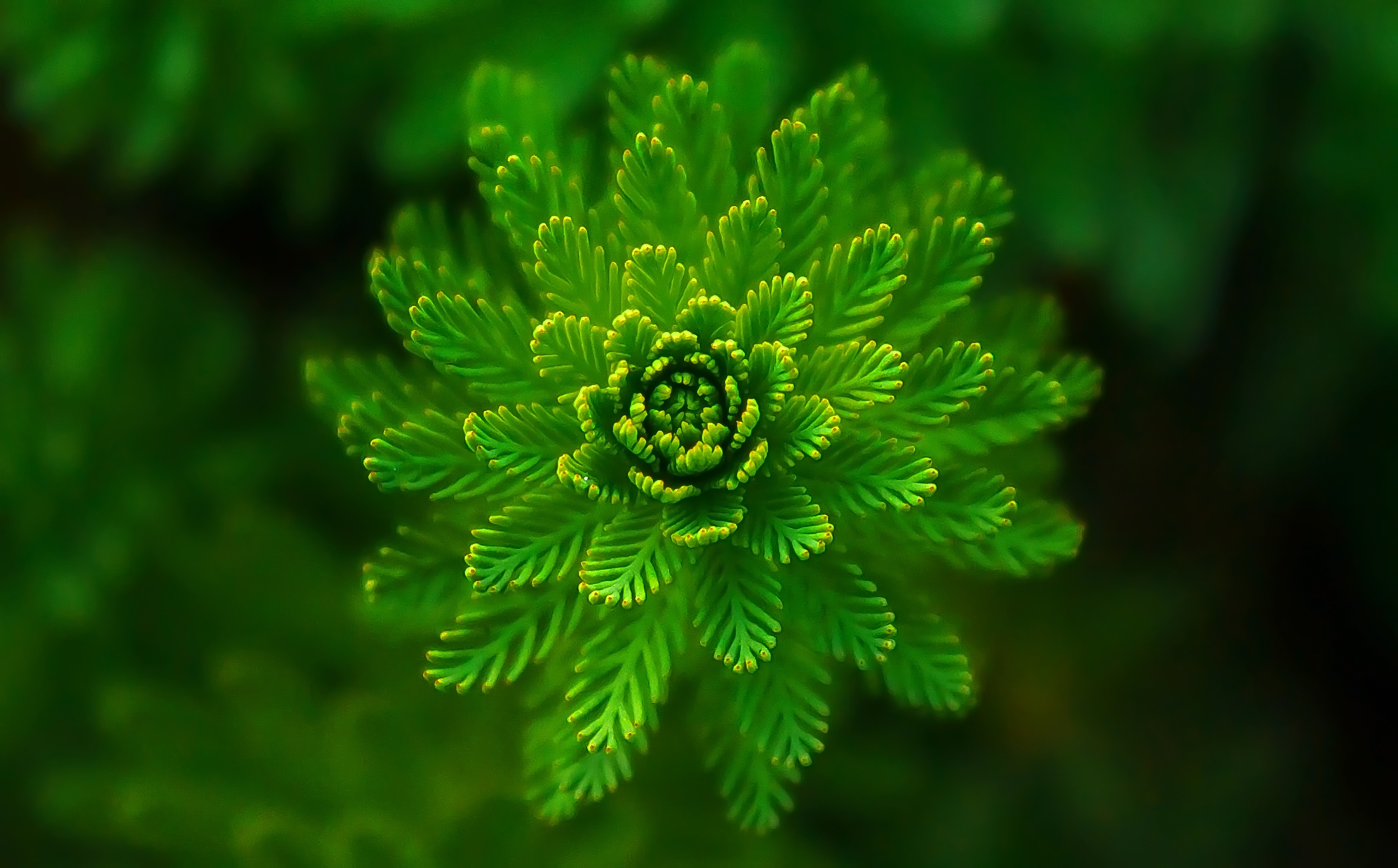 green plan 