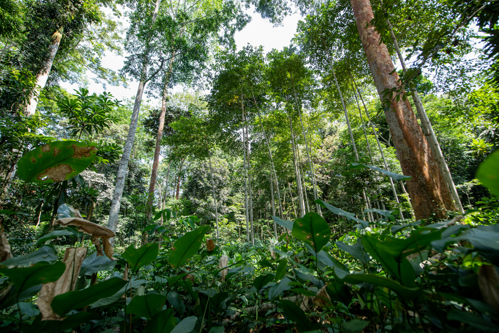 Photo of a tropical forest in Gabon