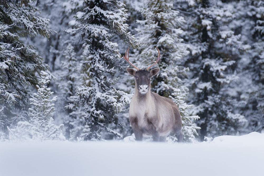 A lone caribou stares into the camera with a snowy foreground and pine forest background