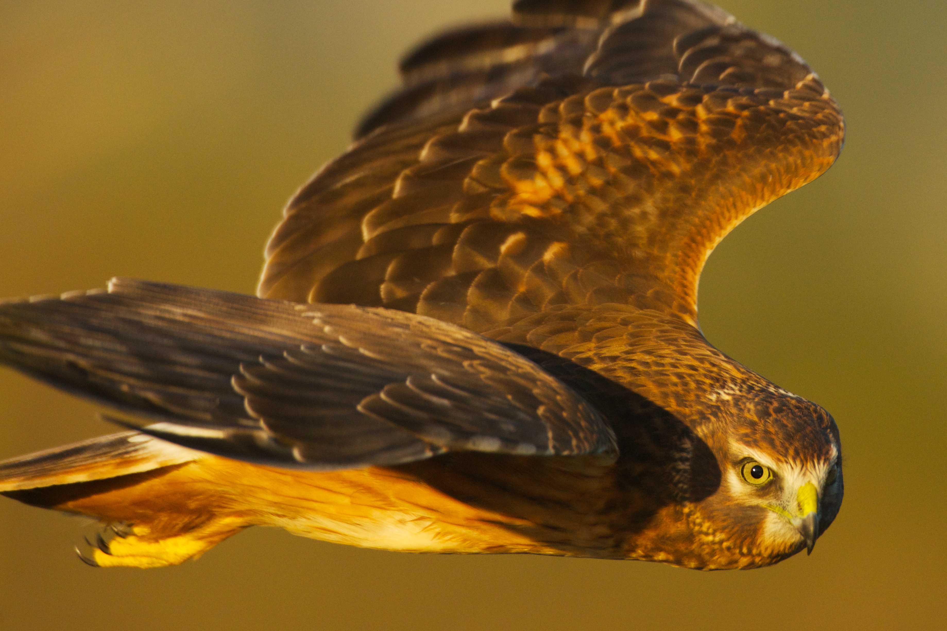 flying bird of prey close up