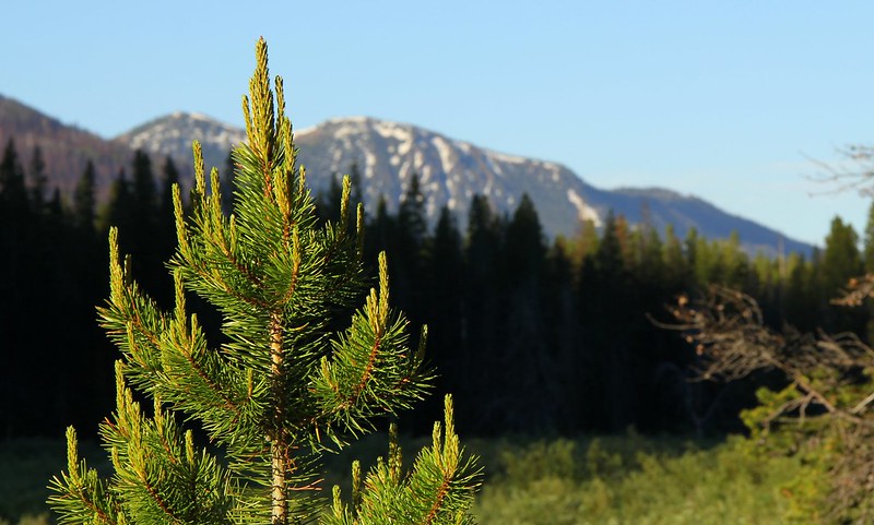 close up of pine in a US forest