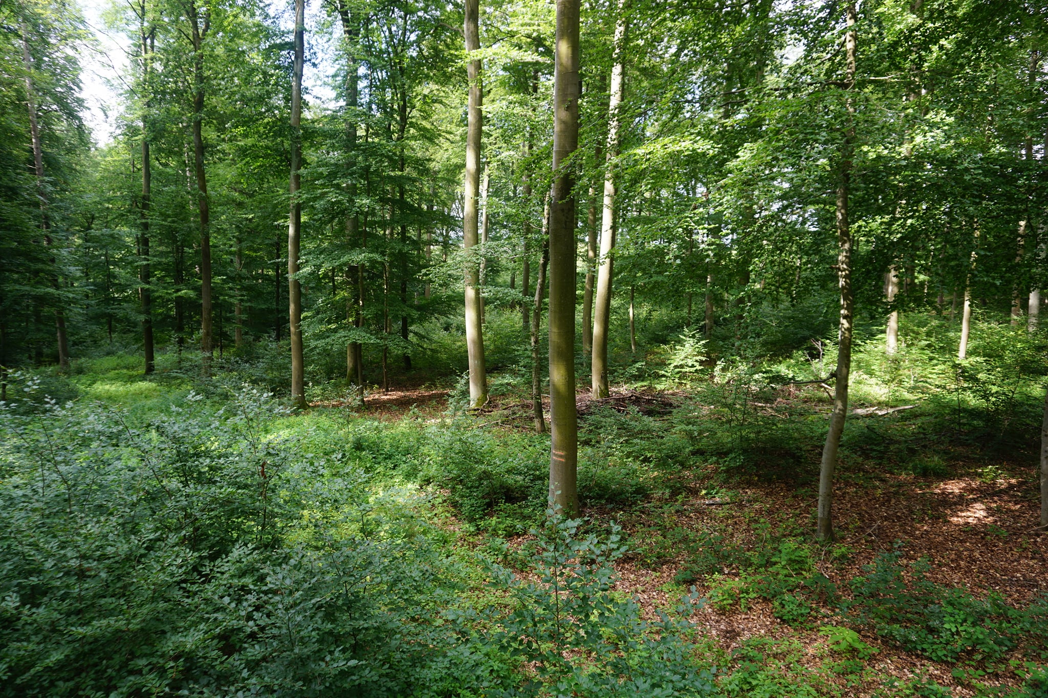 forest in rhineland pfalz regions of germany