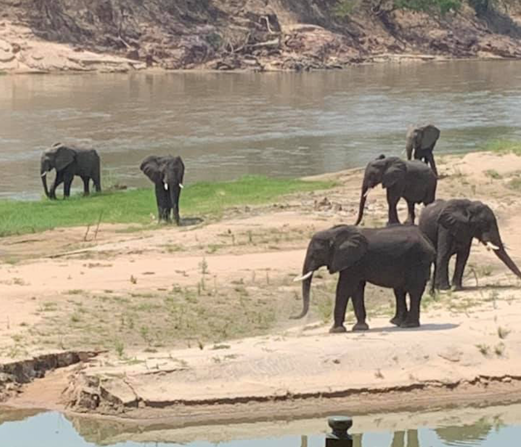 mbizi elephants near river