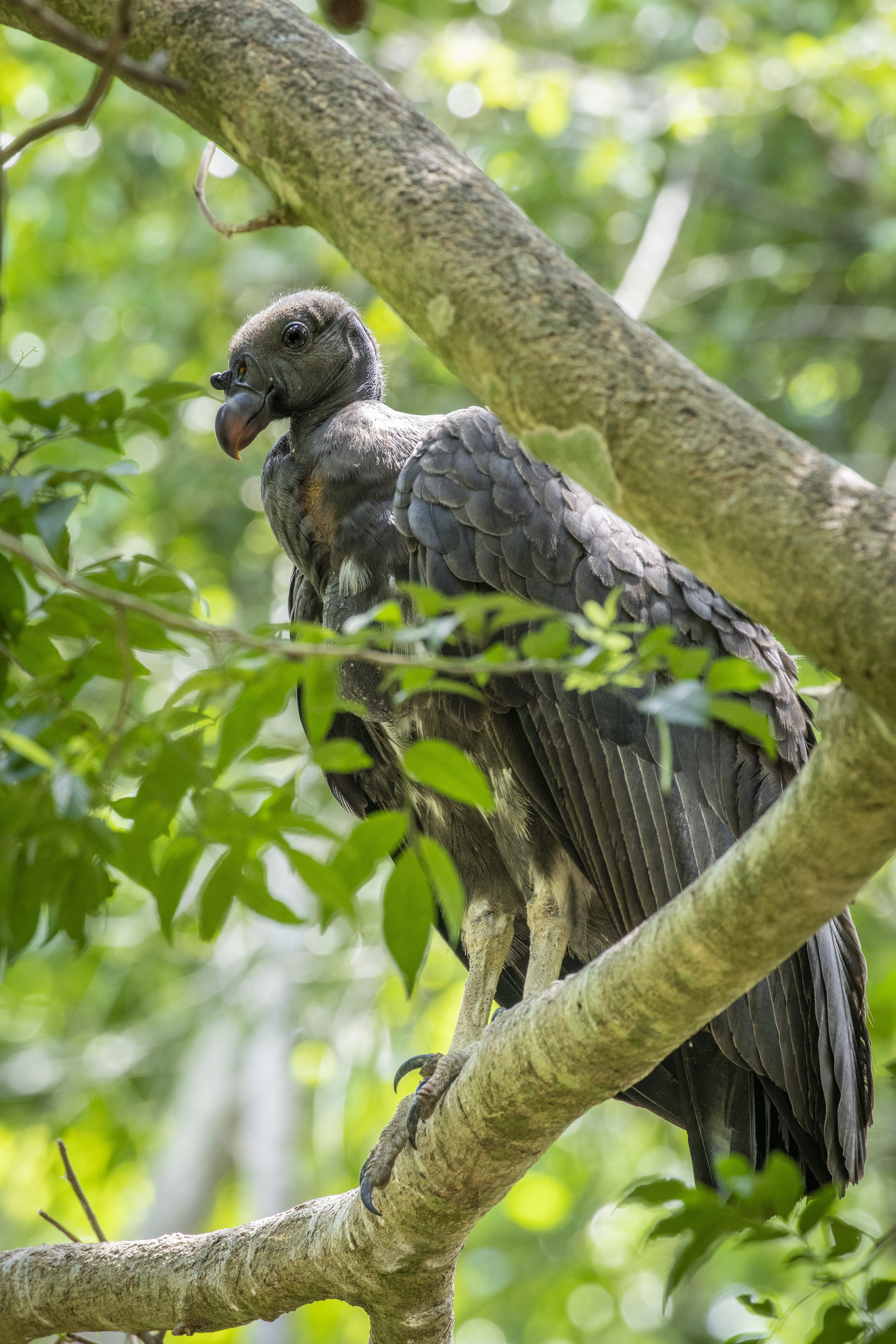 baby king vulture