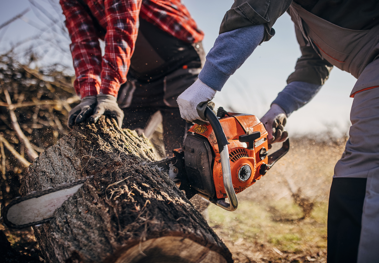 Workers cutting into a log with a chainsaw