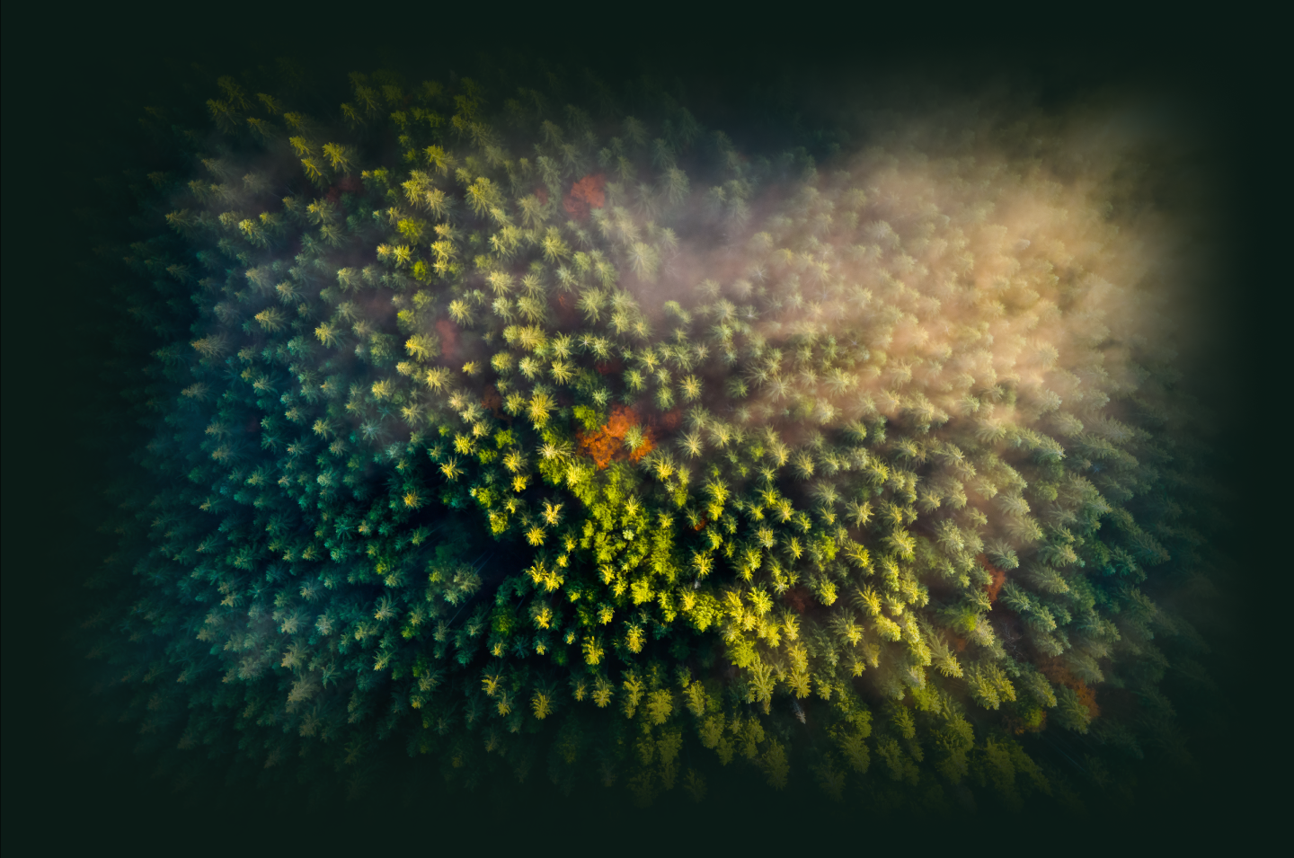 Overhead shot of a forest