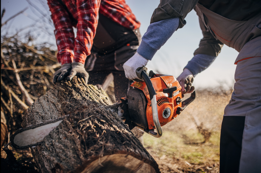 About us tree roots image men logging