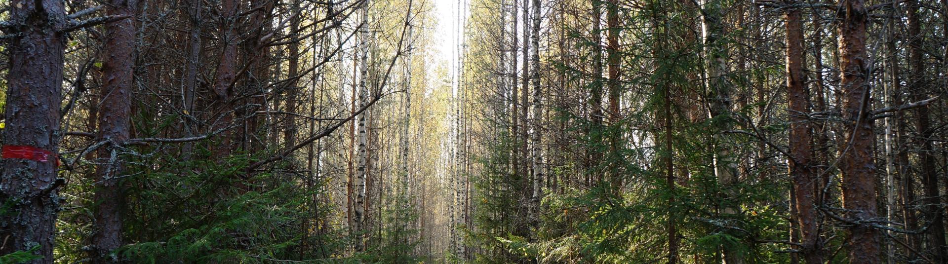 Article hero image forest in Russia