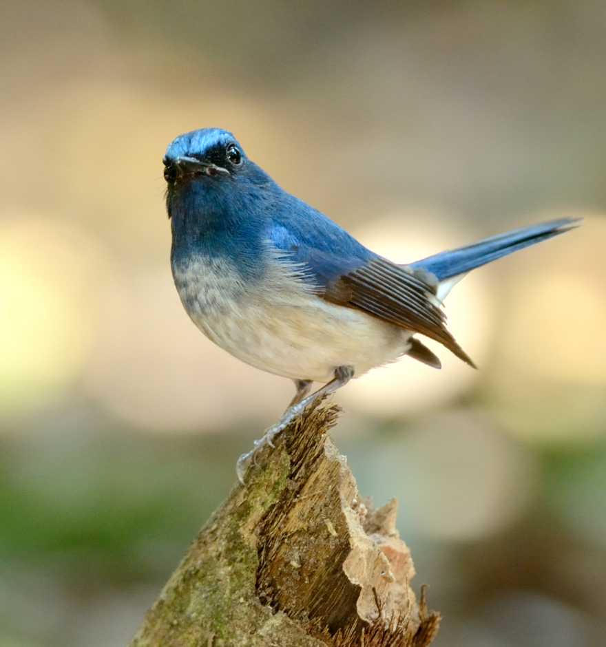 Mountain bluebird perched on a branch
