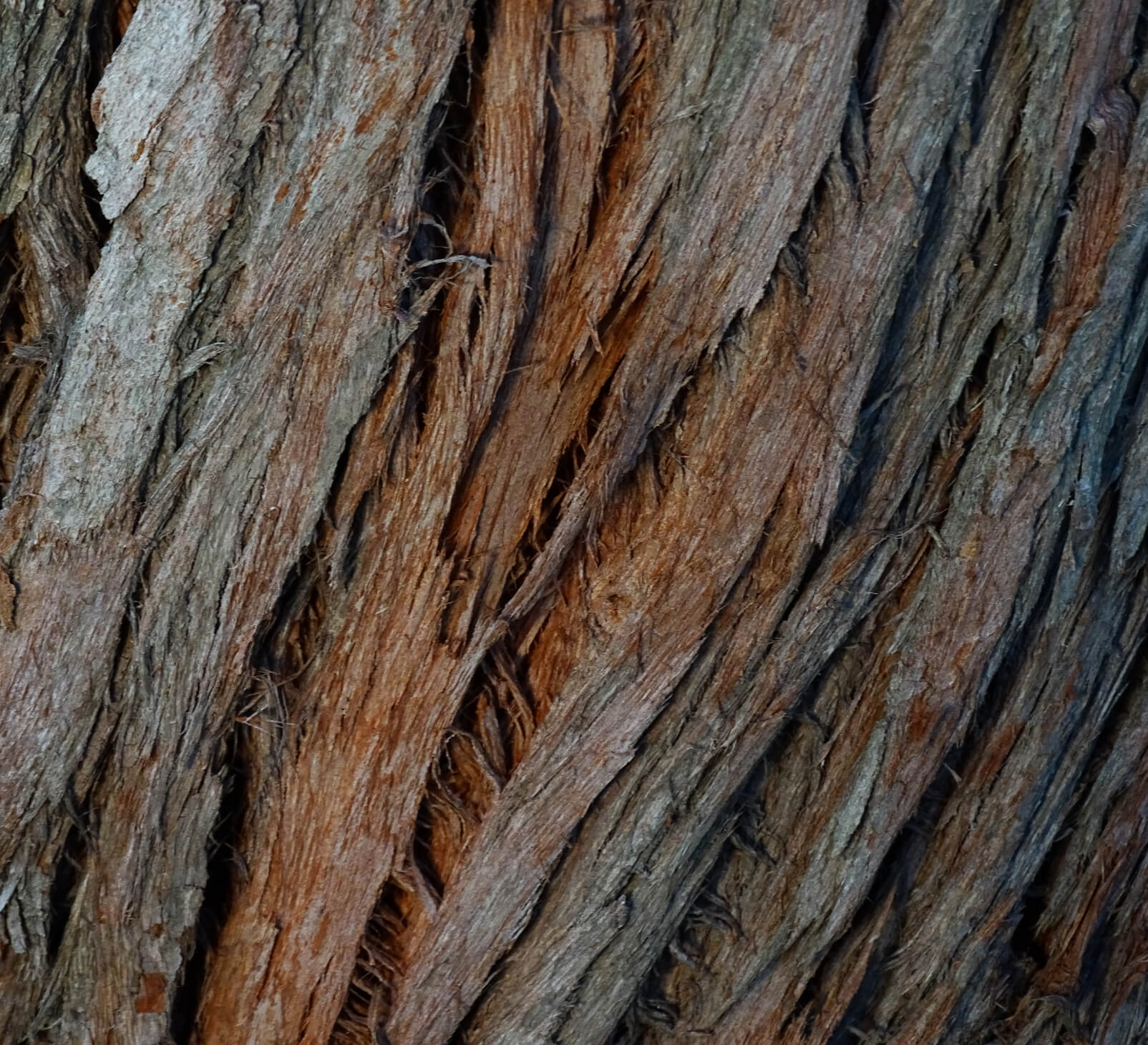 Close shot of tree bark