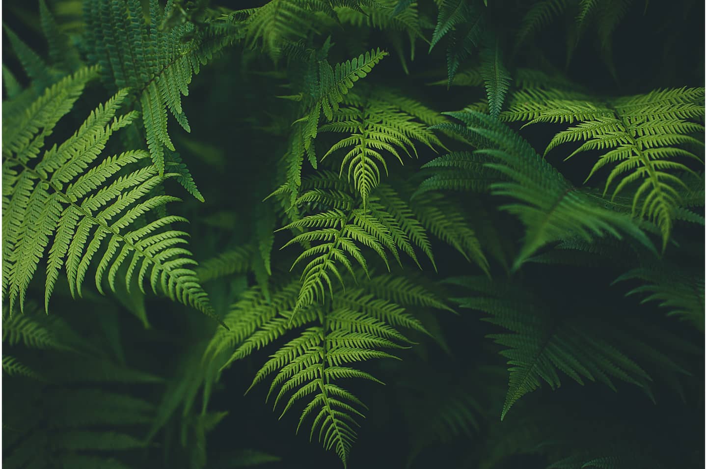 Close shot of ferns
