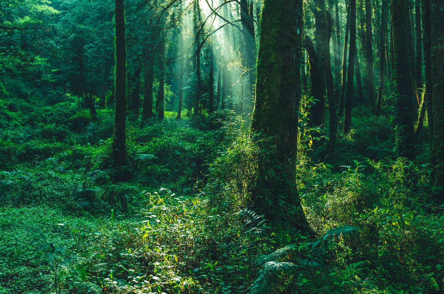 Sun shining through a dense green forest