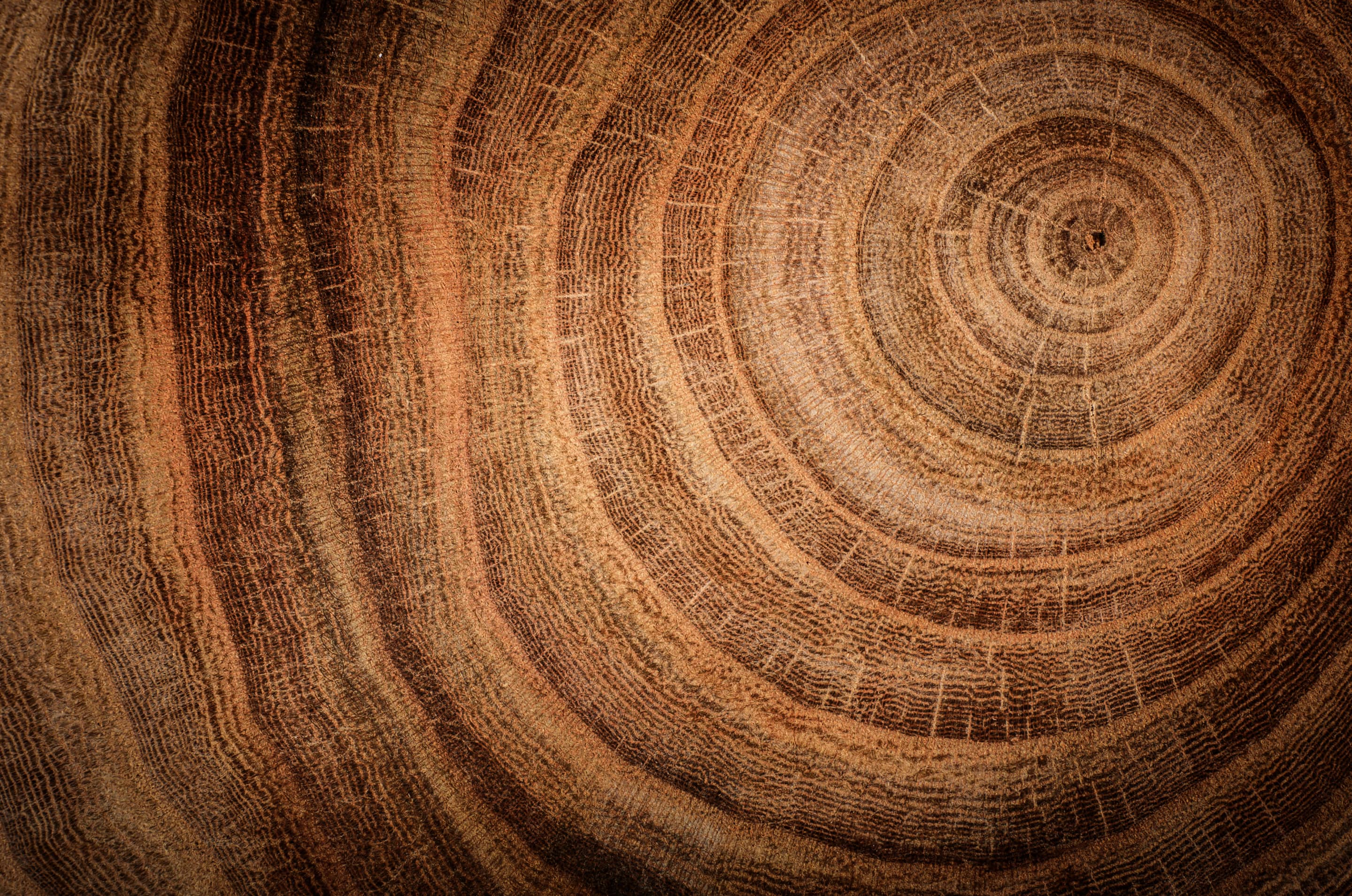 Tree trunk cross section texture
