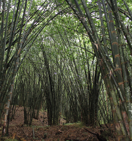 tall shoots of bamboo in bamboo forest