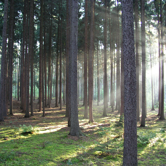 Sunlight rays through the tree trunks of a forest