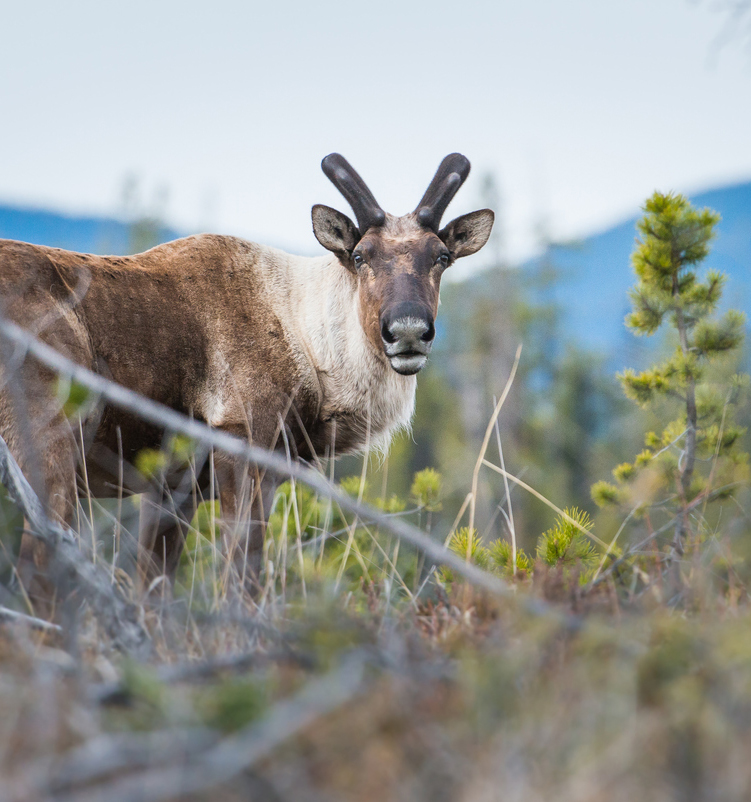 caribou amid shrubs looking at camera