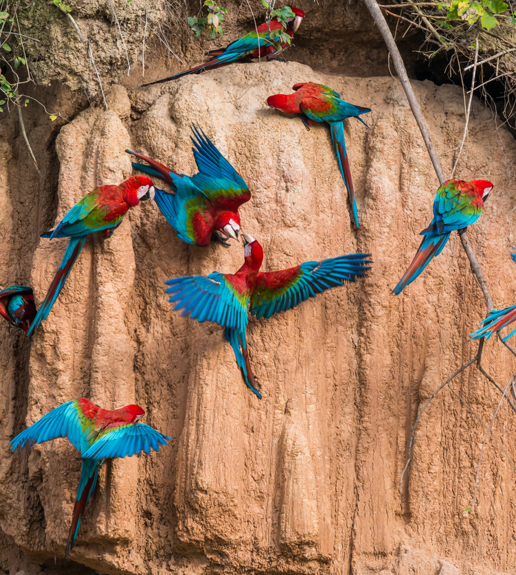 Scarlet macaws gathered on red rock wall 