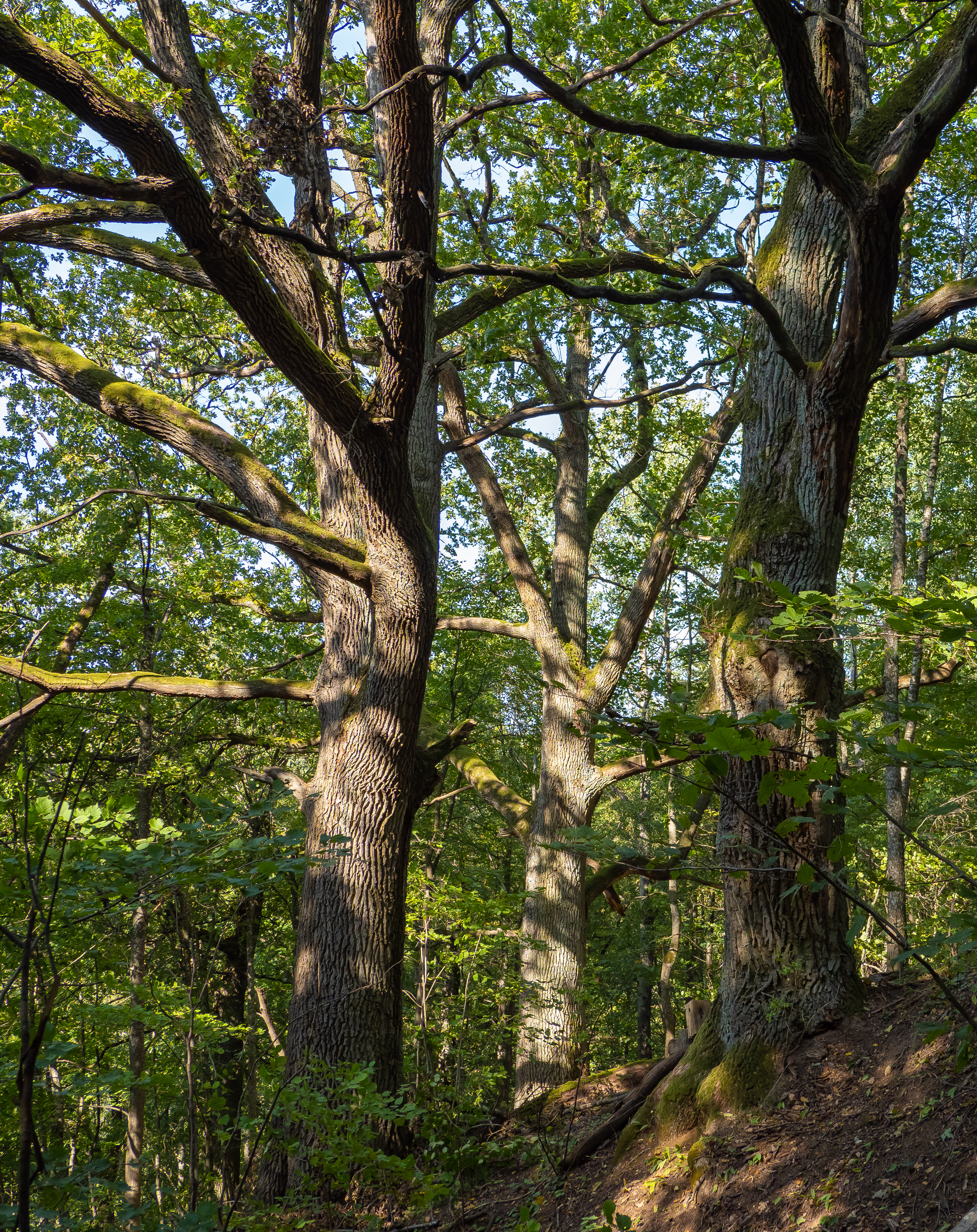 dense tree trunks in spring 