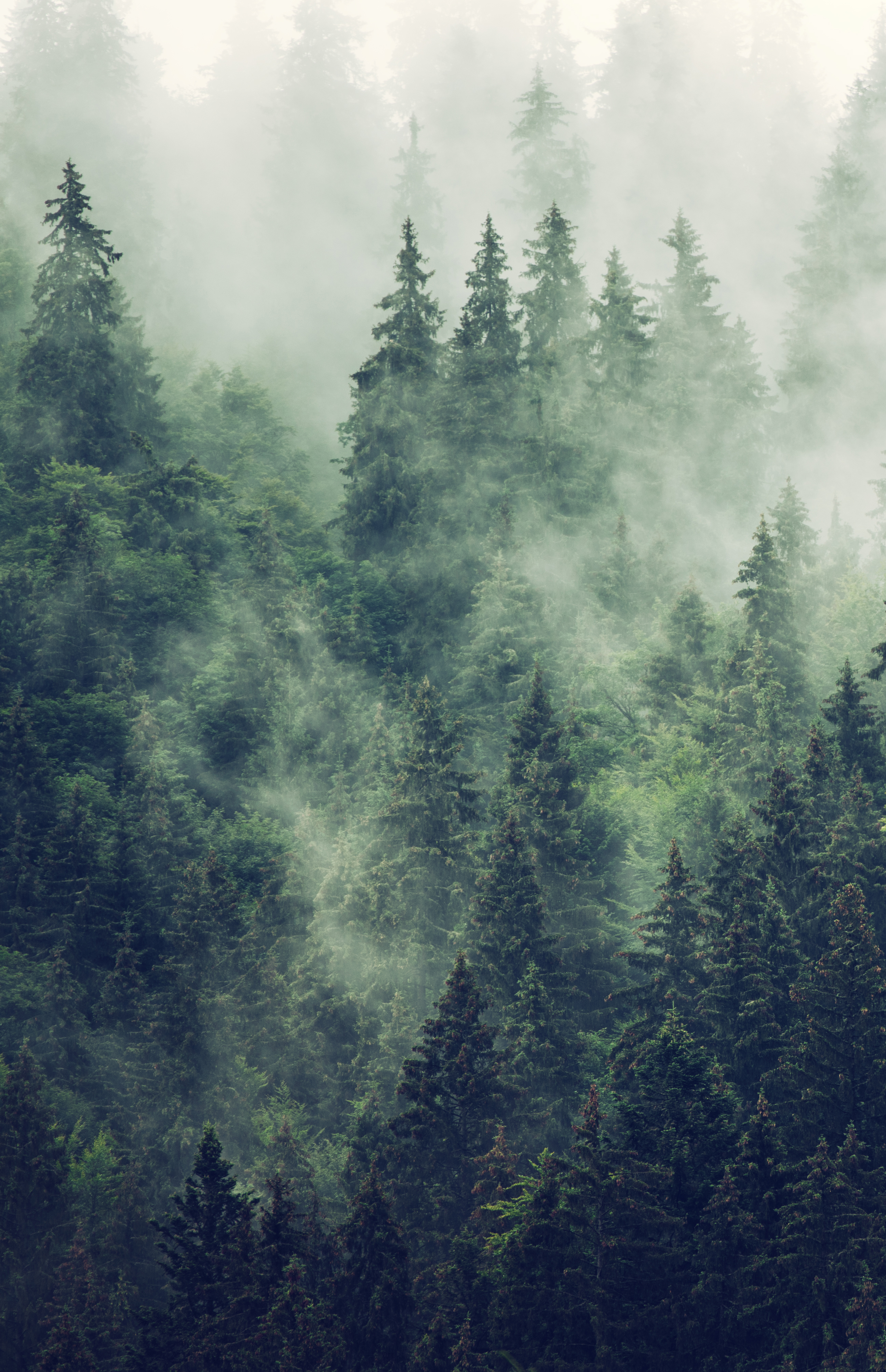 Fog coming through trees