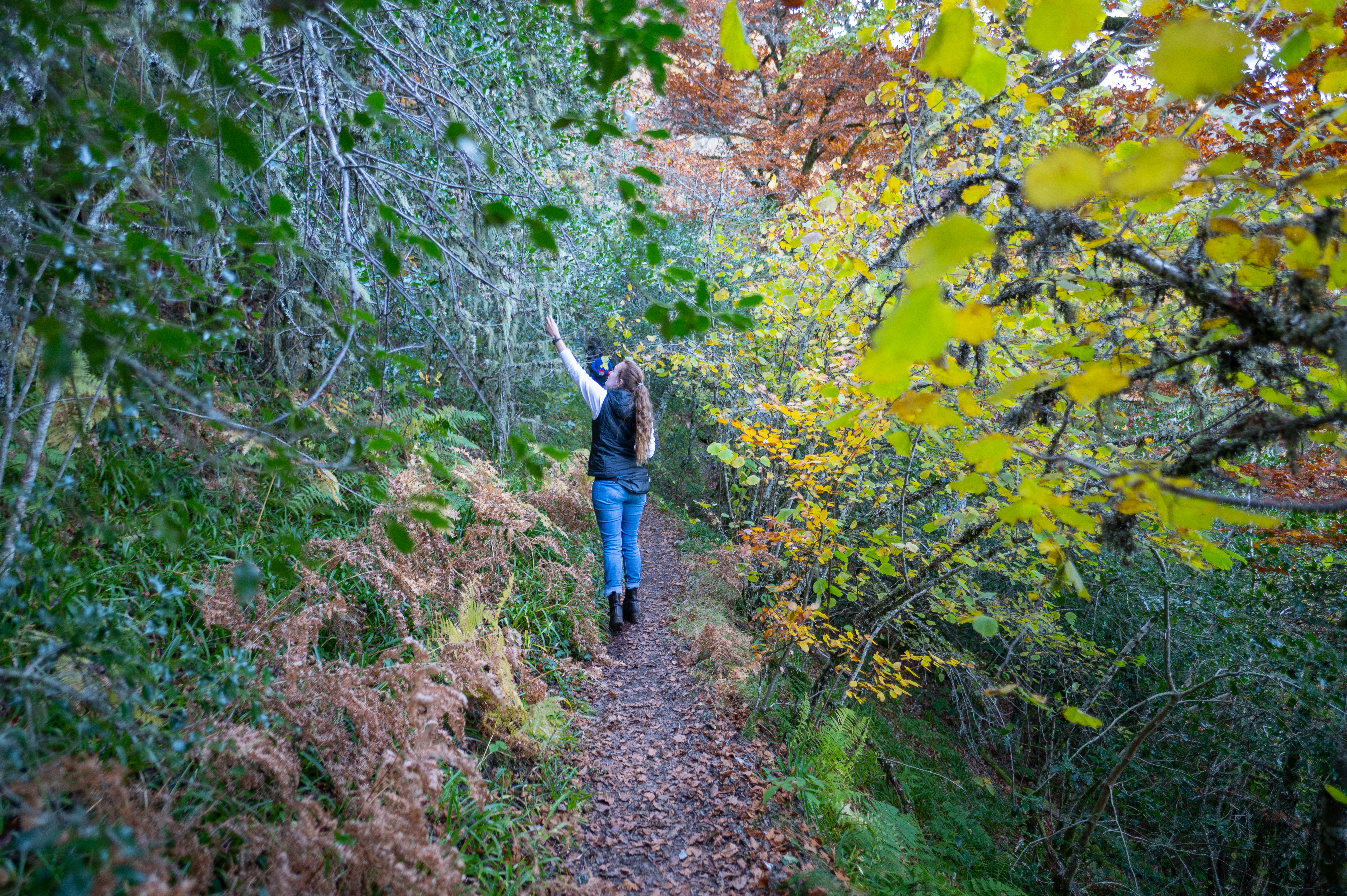 Woman walking in autumnal forest reaches up to touch tree leaves