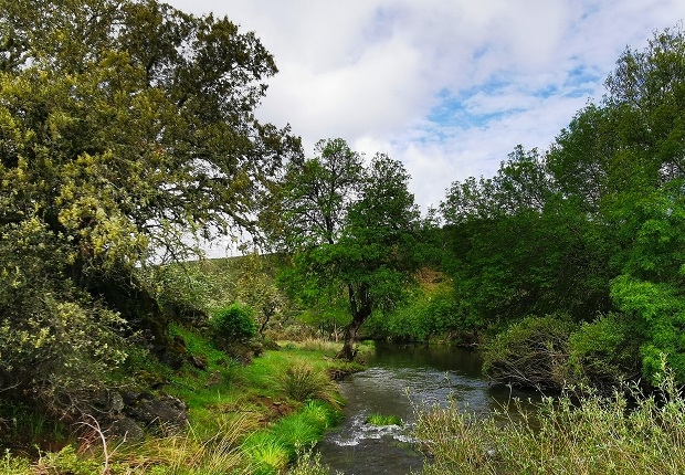 Forest in Canadillas, Spain