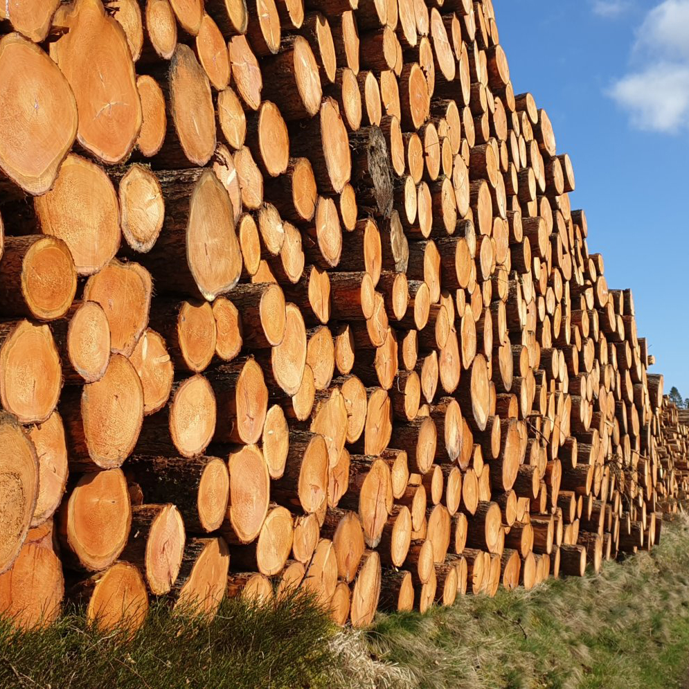 wood trunks 