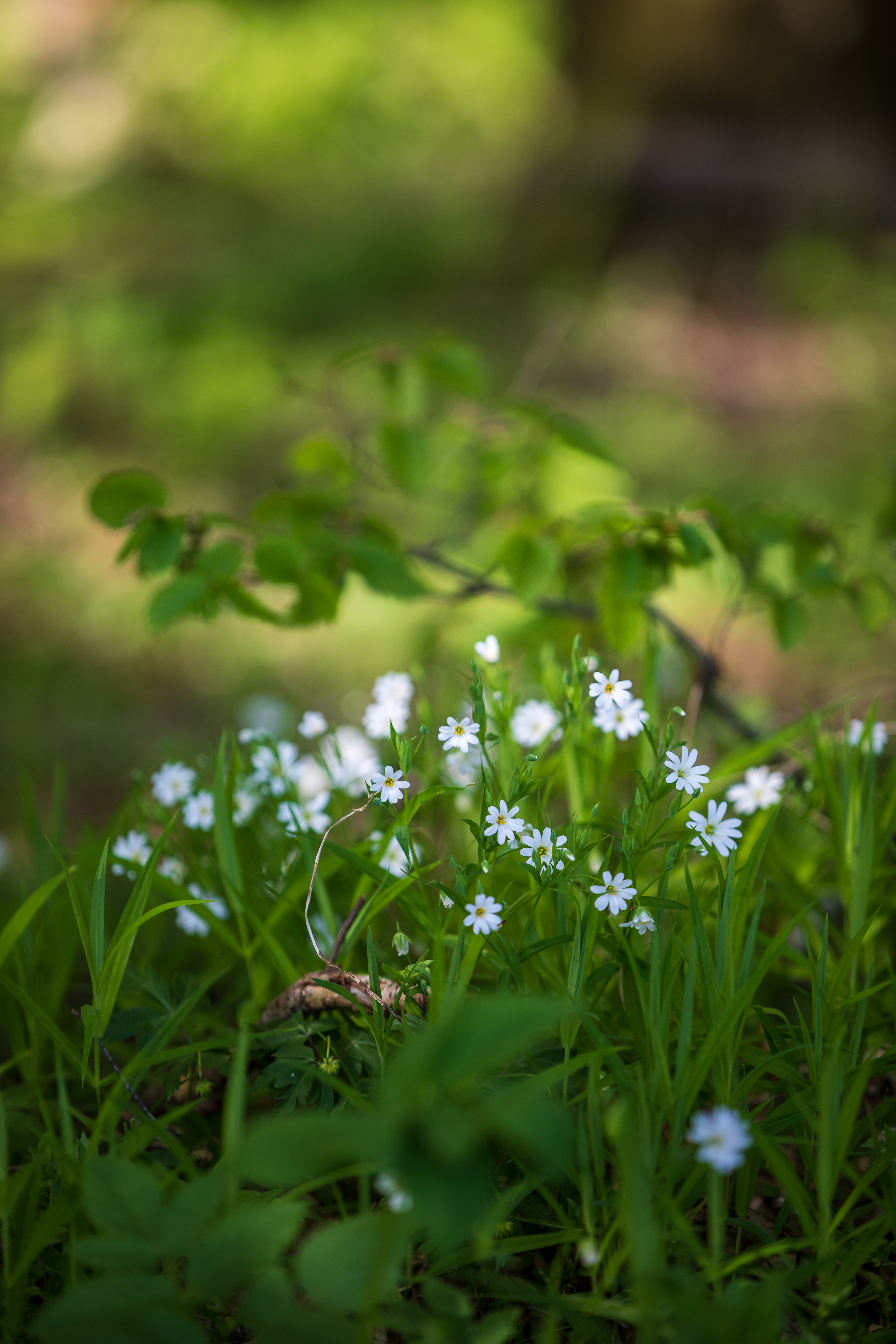 white forest flowers