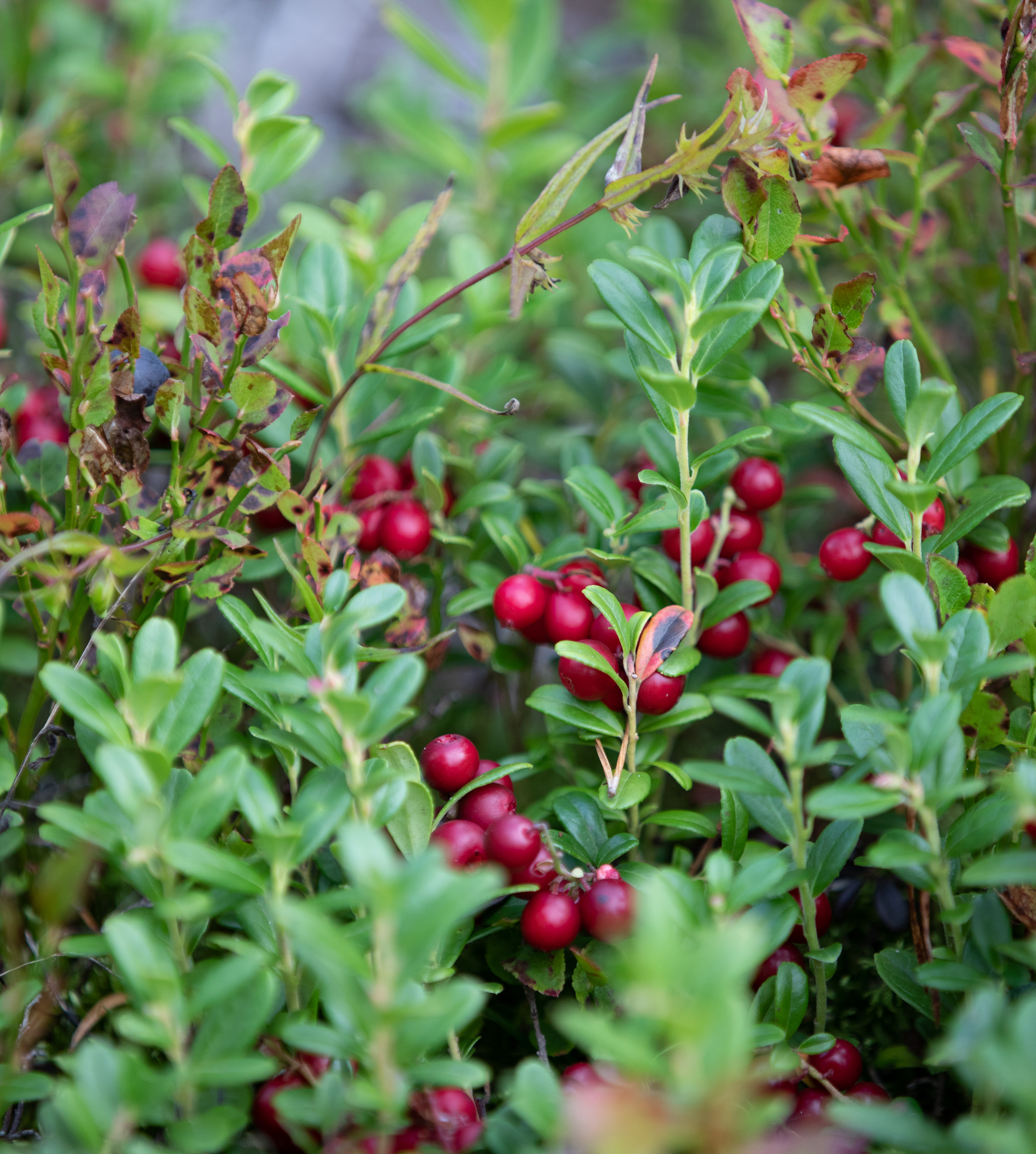 Close-up of cranberries