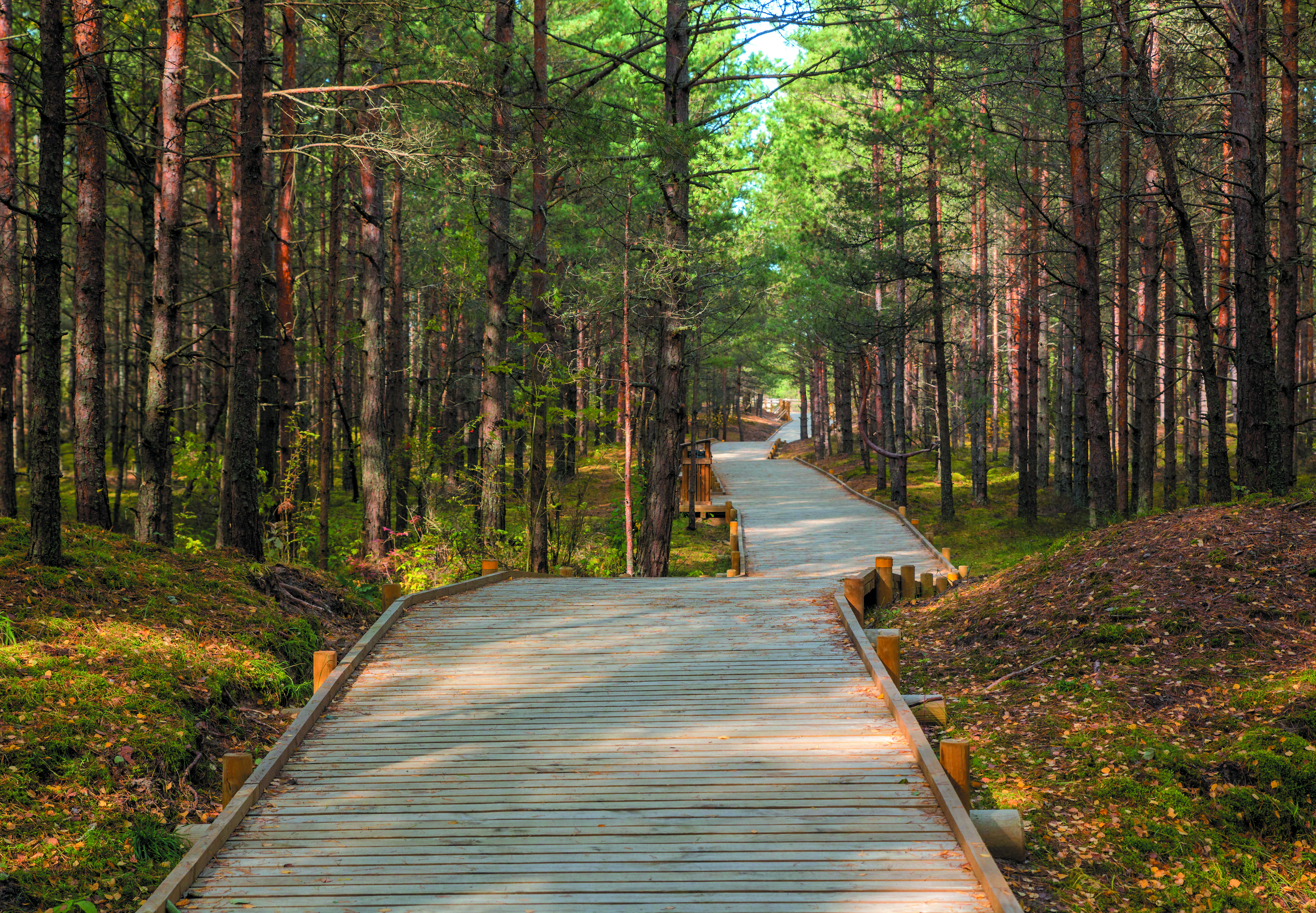 Wooden path winding through a sunny pine forest
