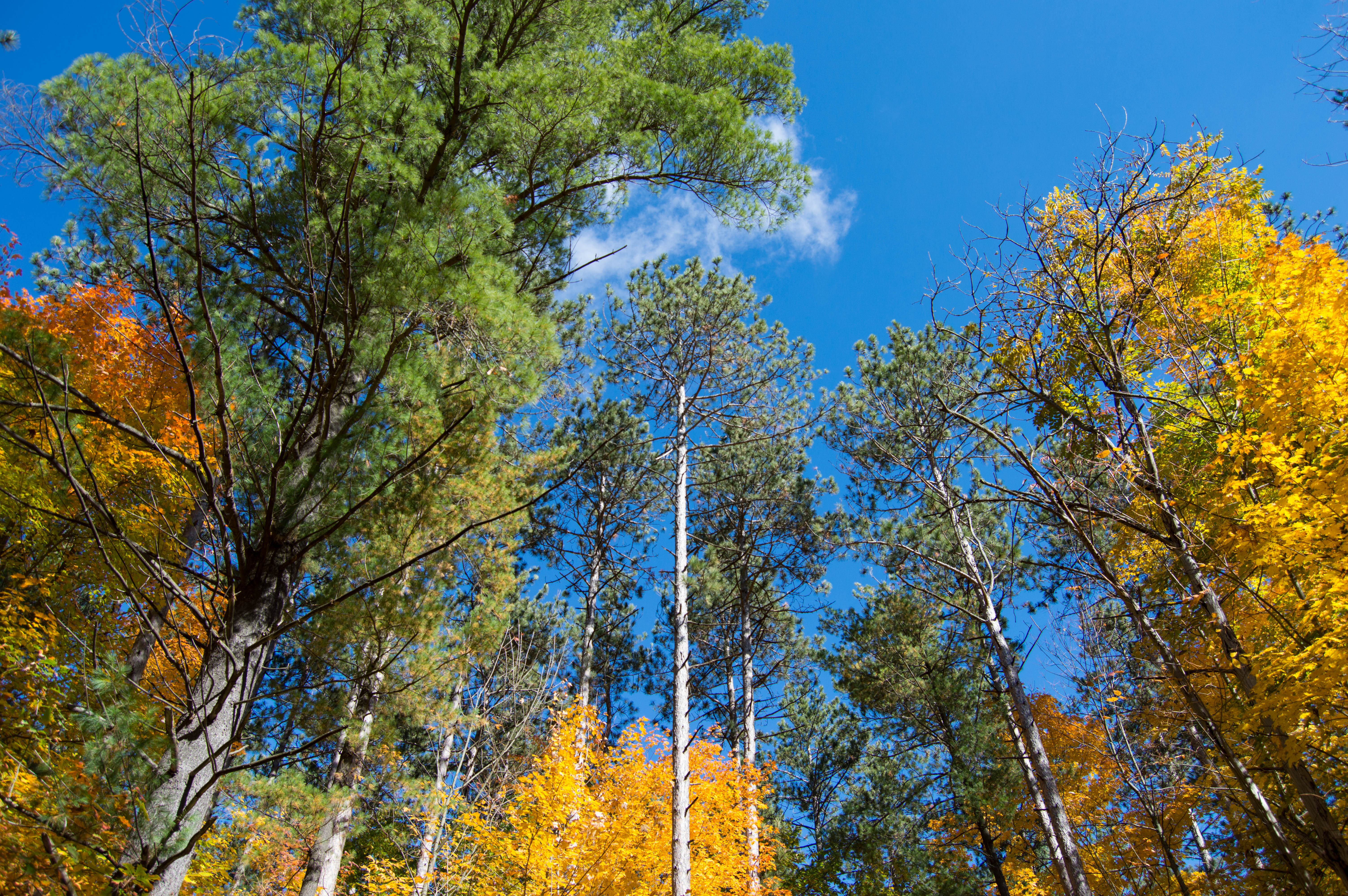 Colorful trees 