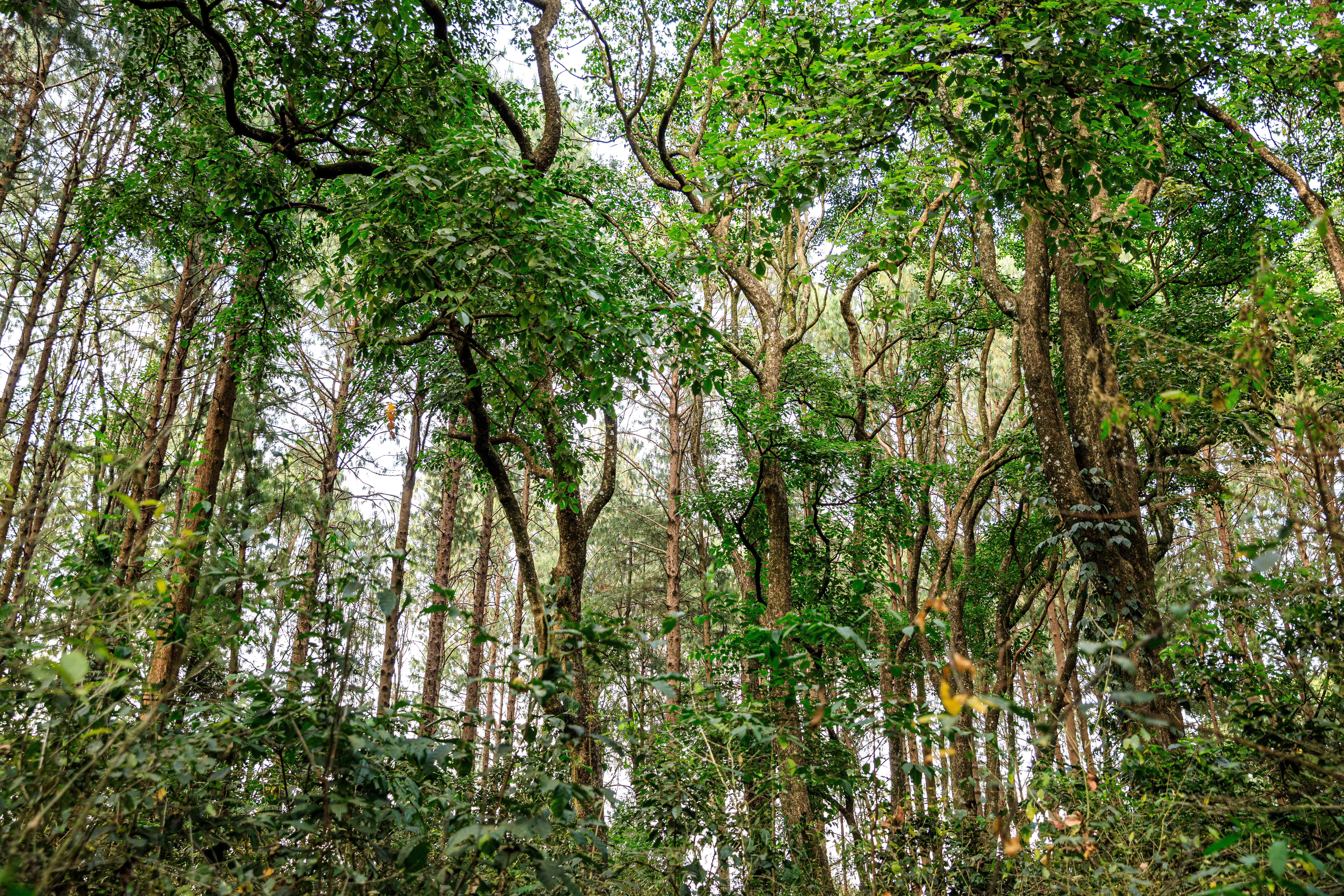 Kenya forest