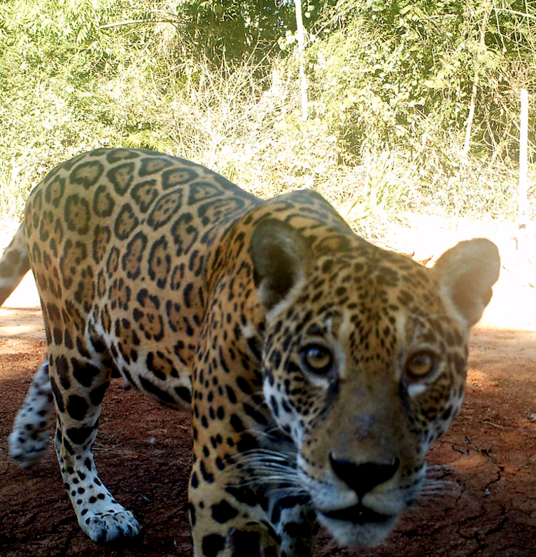 camera trap image close up of jaguar in peruvian rainforest