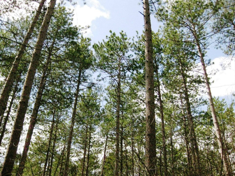 View of Canadian forest looking up into coniferous trees