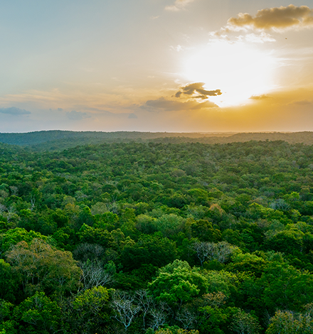 drone shot of mexican forest at sunset