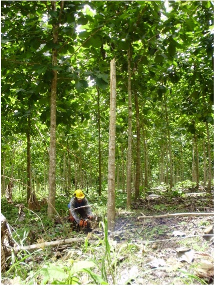 Forest worker surveys tree trunk in Panama forest