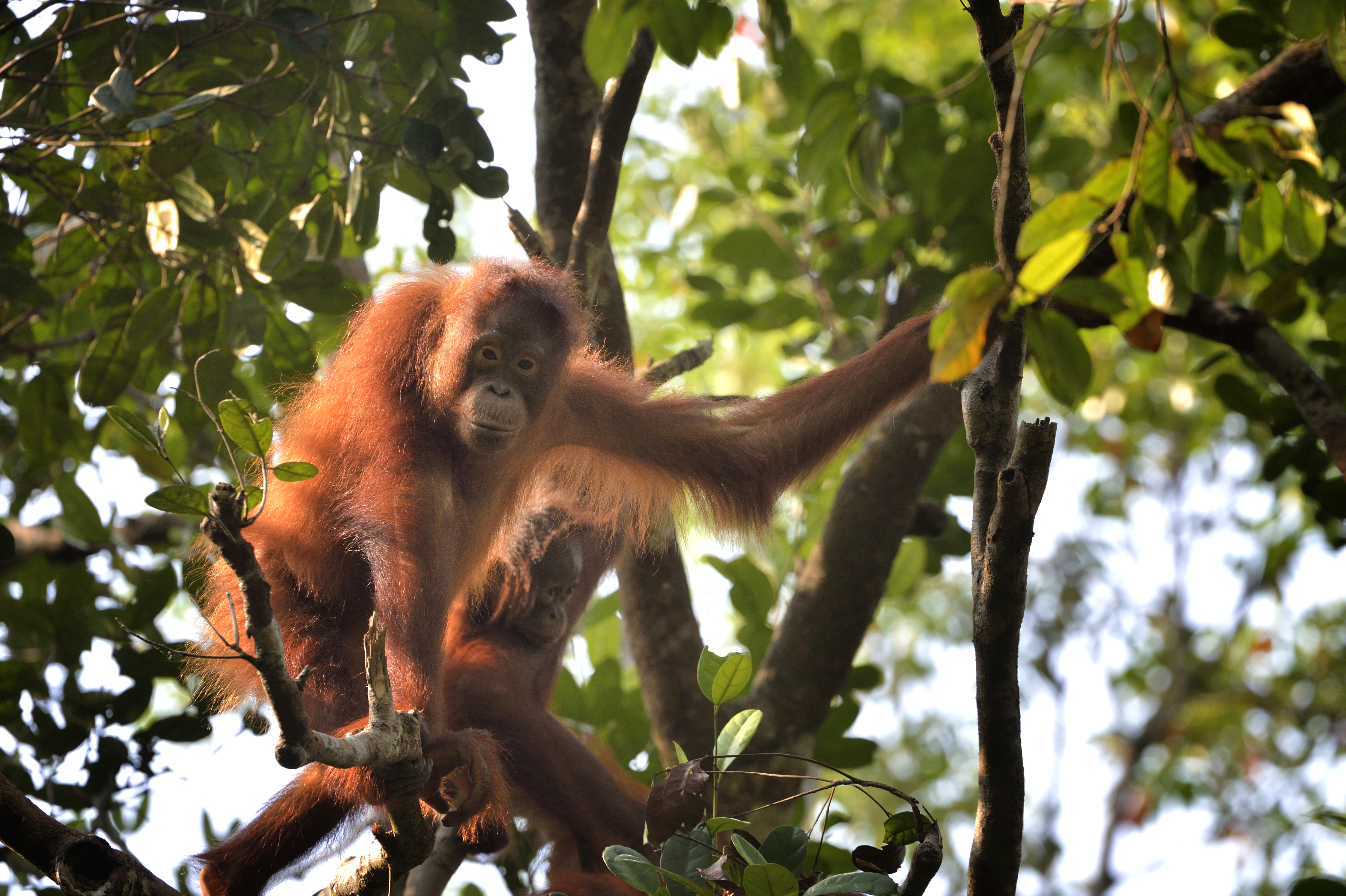 Indonesian orangutan