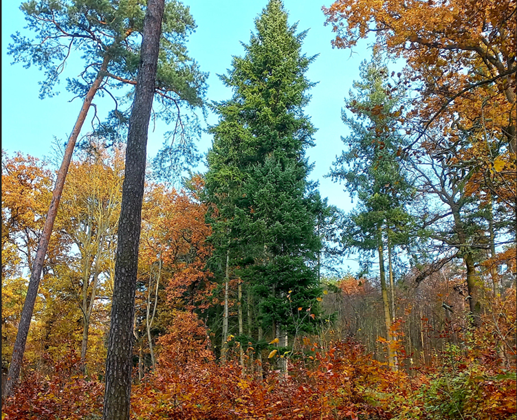 Mixed forest Czechia