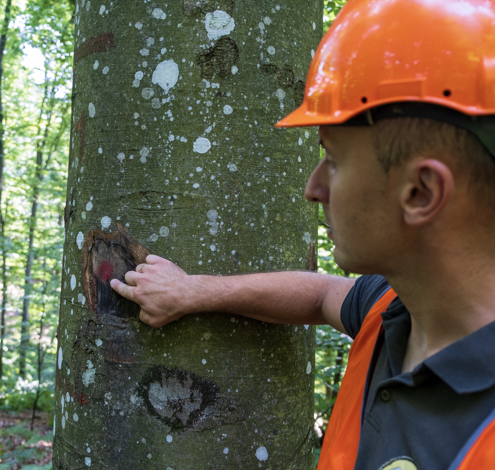Man observing a tree trunk.