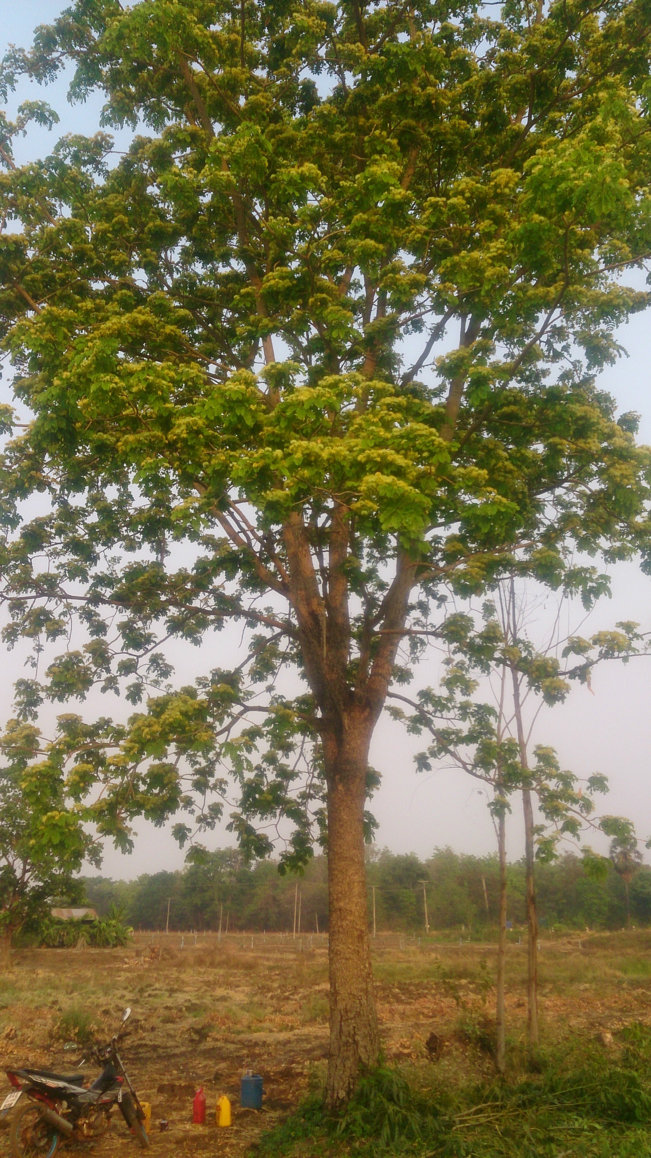 Eucalyptus tree