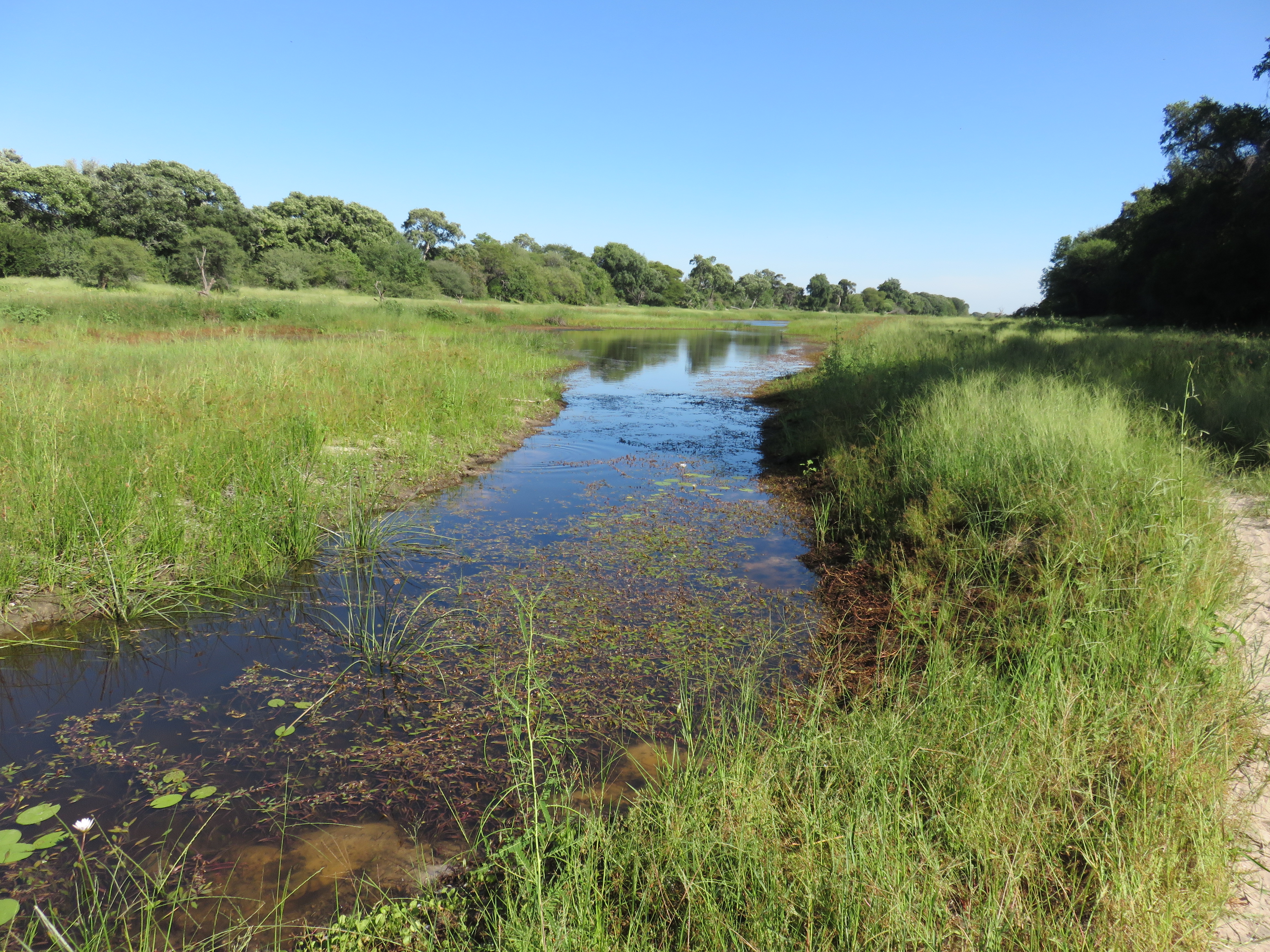 Okavingo Delta area-Hotspot for wildlife in Botswana_Mmusi