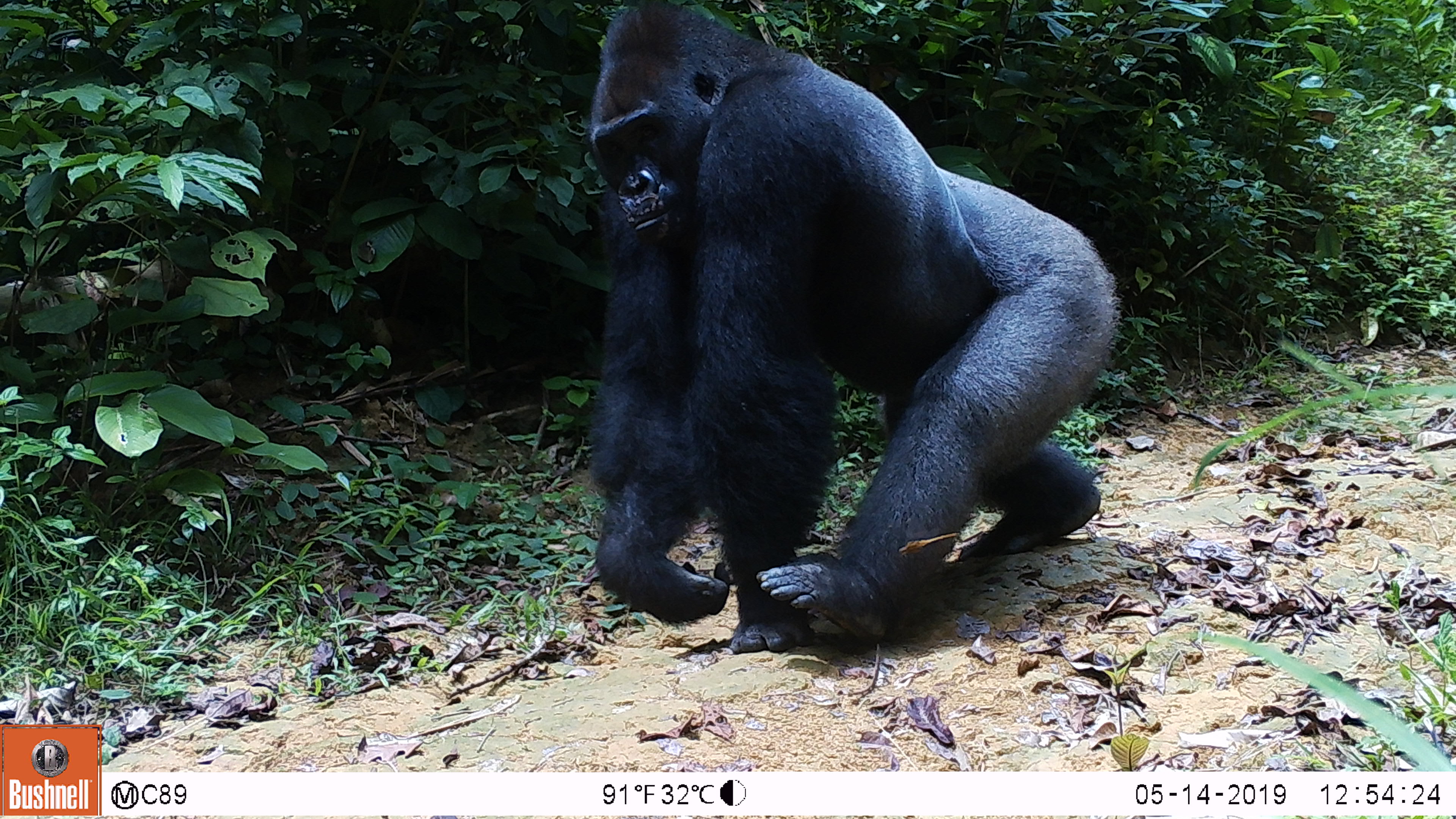 camera trap image of gorilla